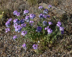 Image of southwestern mock vervain