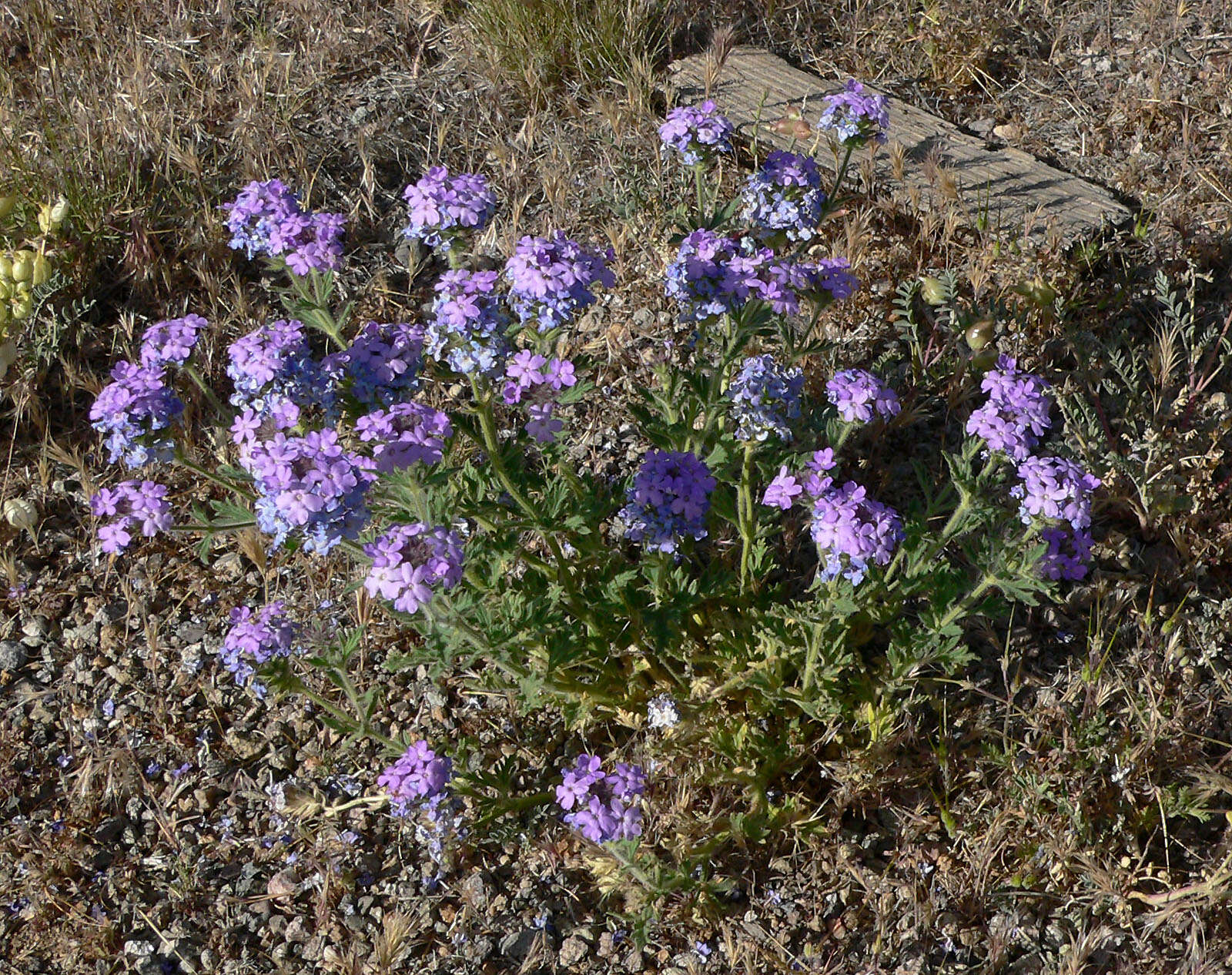 Image of southwestern mock vervain