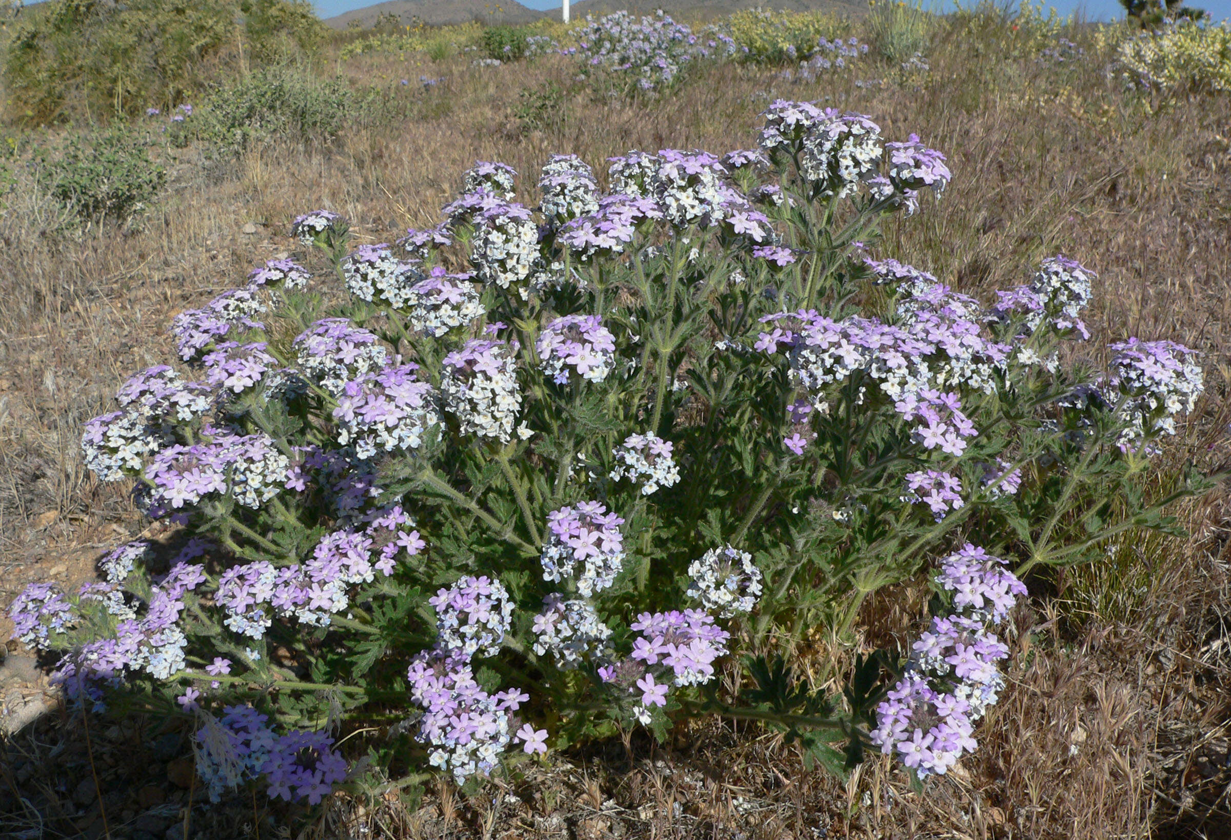 Image of southwestern mock vervain