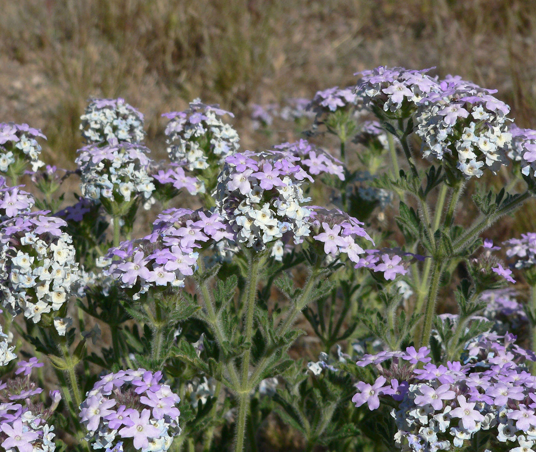 Image of southwestern mock vervain