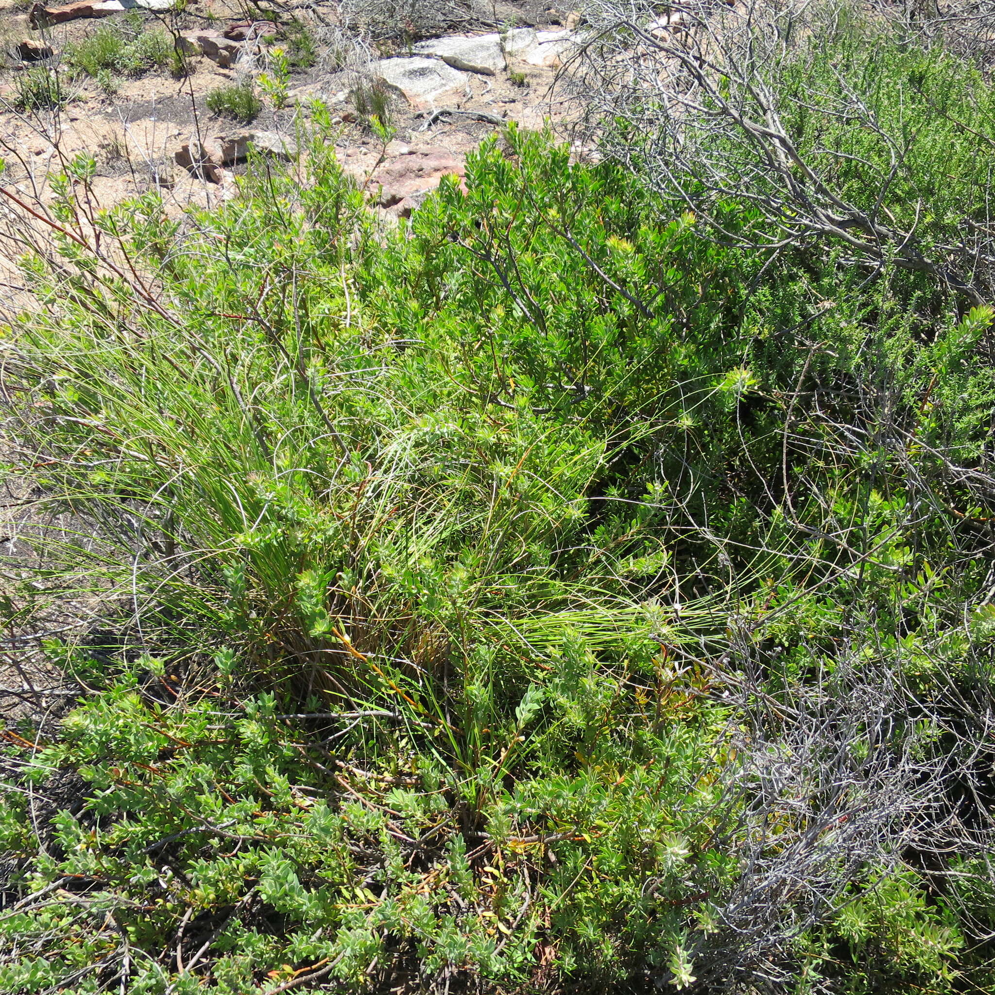 Image of Leucospermum royenifolium (Salisb. ex Knight) Stapf