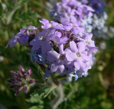 Image of southwestern mock vervain