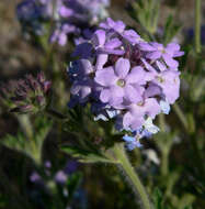 Image of southwestern mock vervain