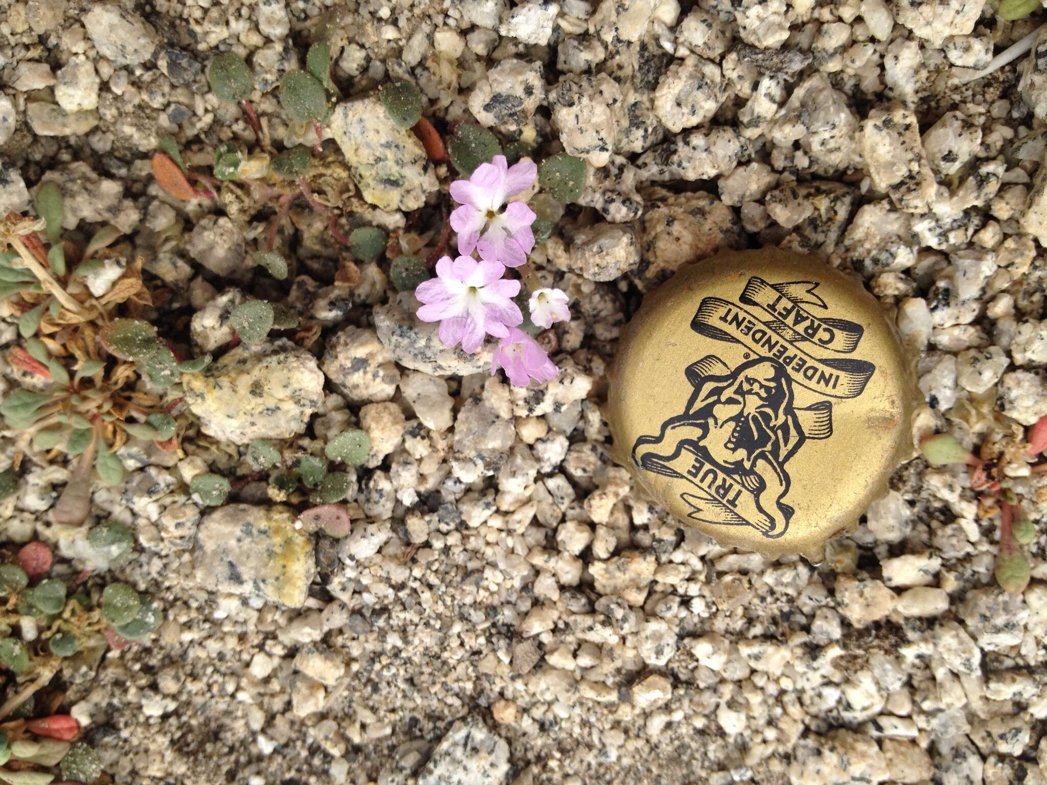 Image of Ramshaw Meadows Sand Verbena