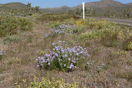 Image of southwestern mock vervain