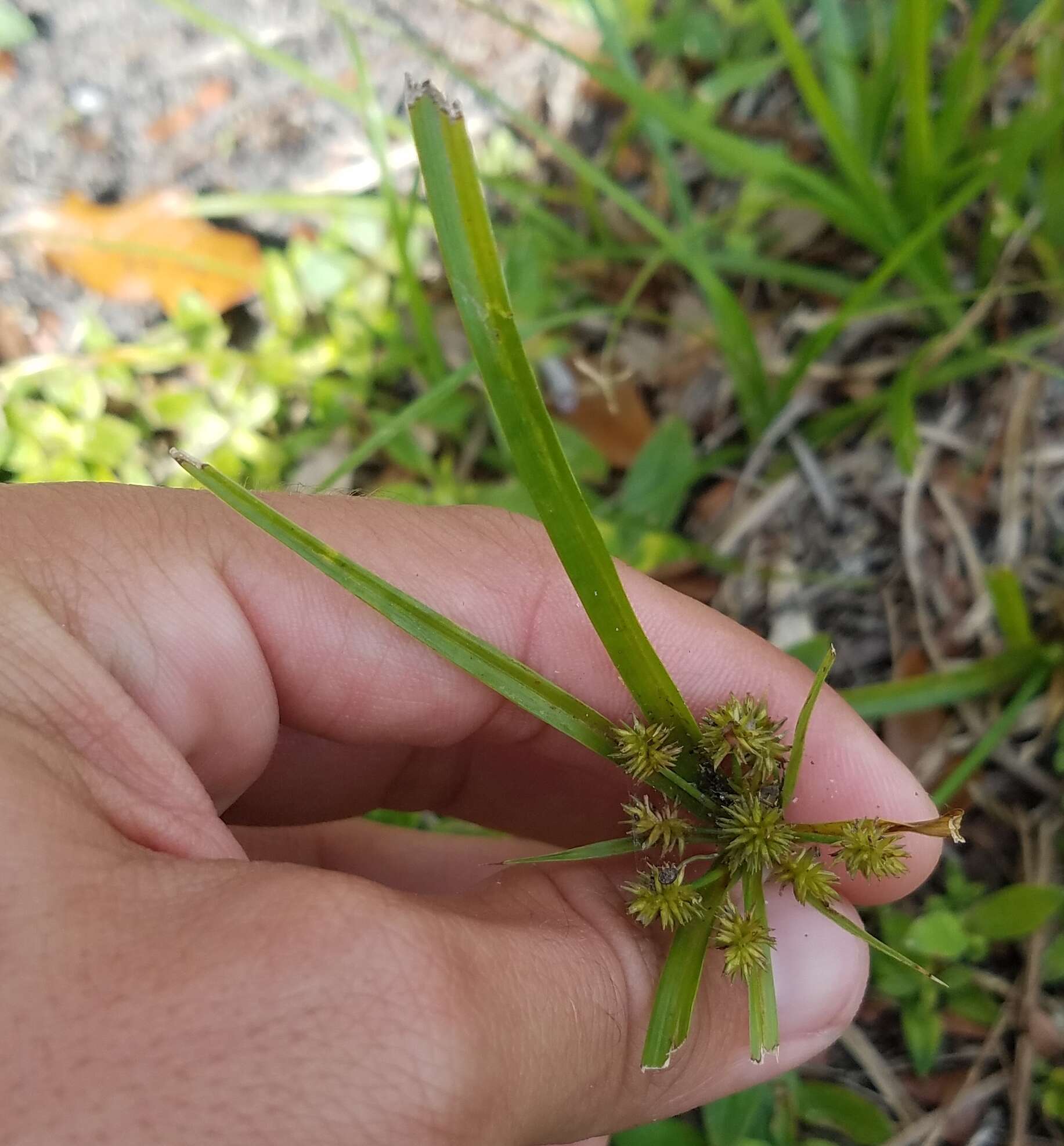 Imagem de Cyperus croceus Vahl