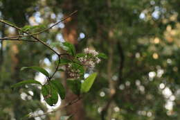 Image of Ixora nigricans R. Br. ex Wight & Arn.