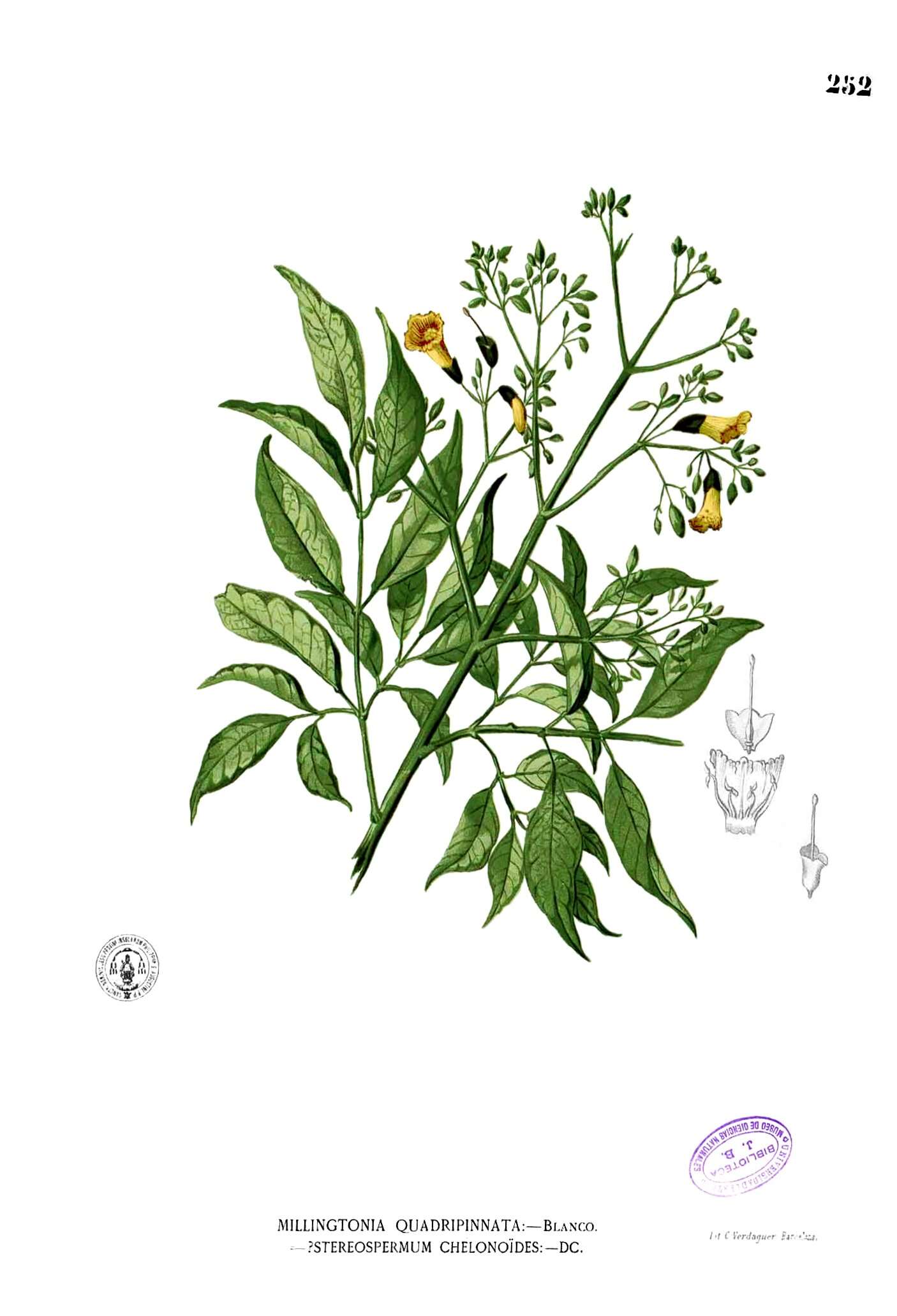 Image of Stereospermum chelonoides (L. fil.) DC.