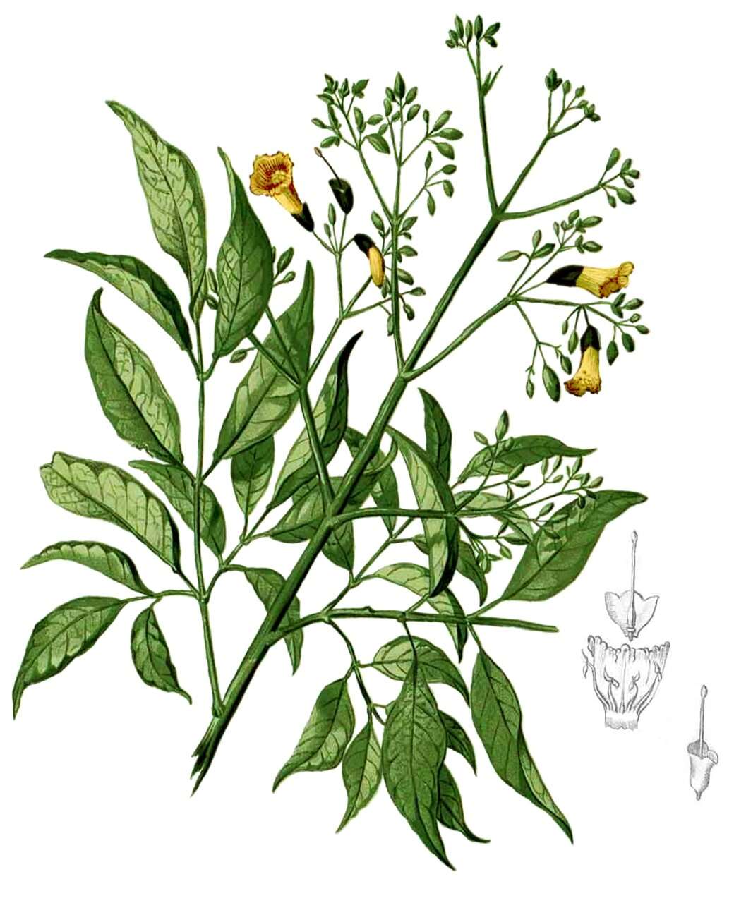 Image of Stereospermum chelonoides (L. fil.) DC.