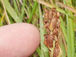 Image of Northern green orchid