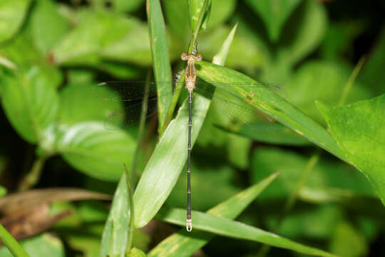 Imagem de Lestes elatus Hagen ex Selys 1862