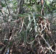 Image of Tillandsia streptophylla Scheidw.