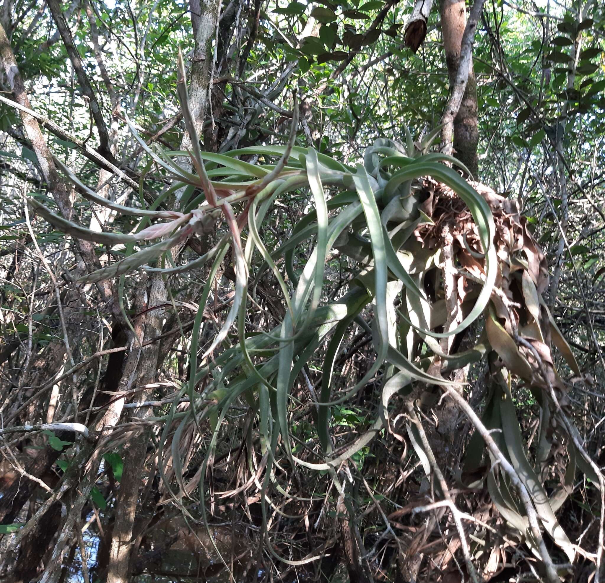 Слика од Tillandsia streptophylla Scheidw.