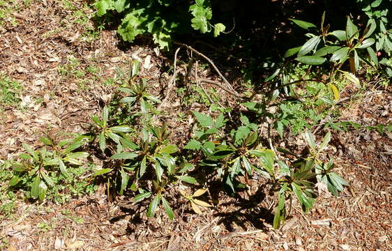 صورة Rhododendron aganniphum I. B. Balf. & Kingdon-Ward