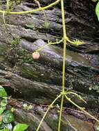 Cyclocodon lancifolius (Roxb.) Kurz resmi