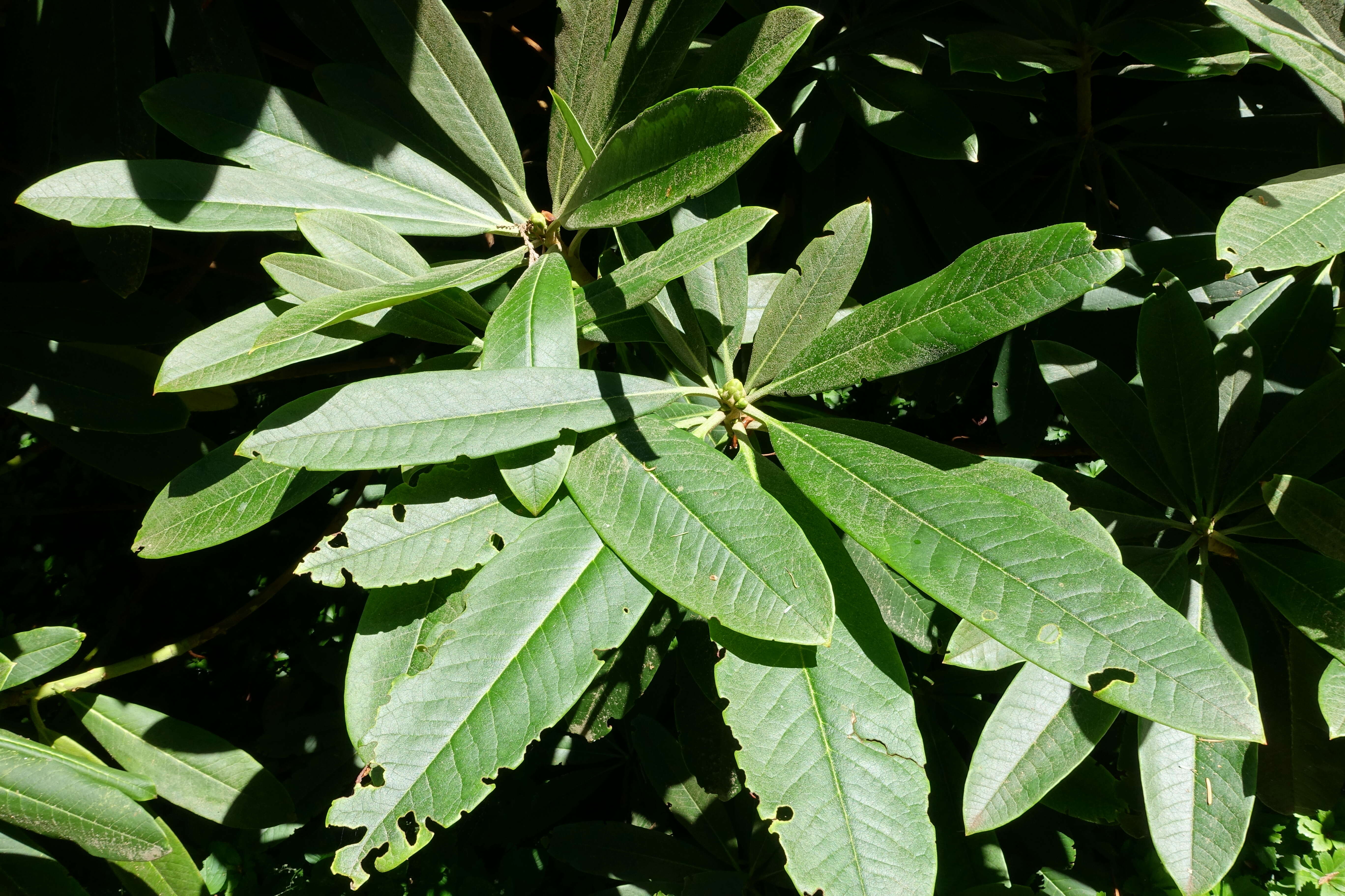 صورة Rhododendron asterochnoum Diels