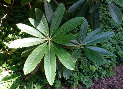 صورة Rhododendron asterochnoum Diels