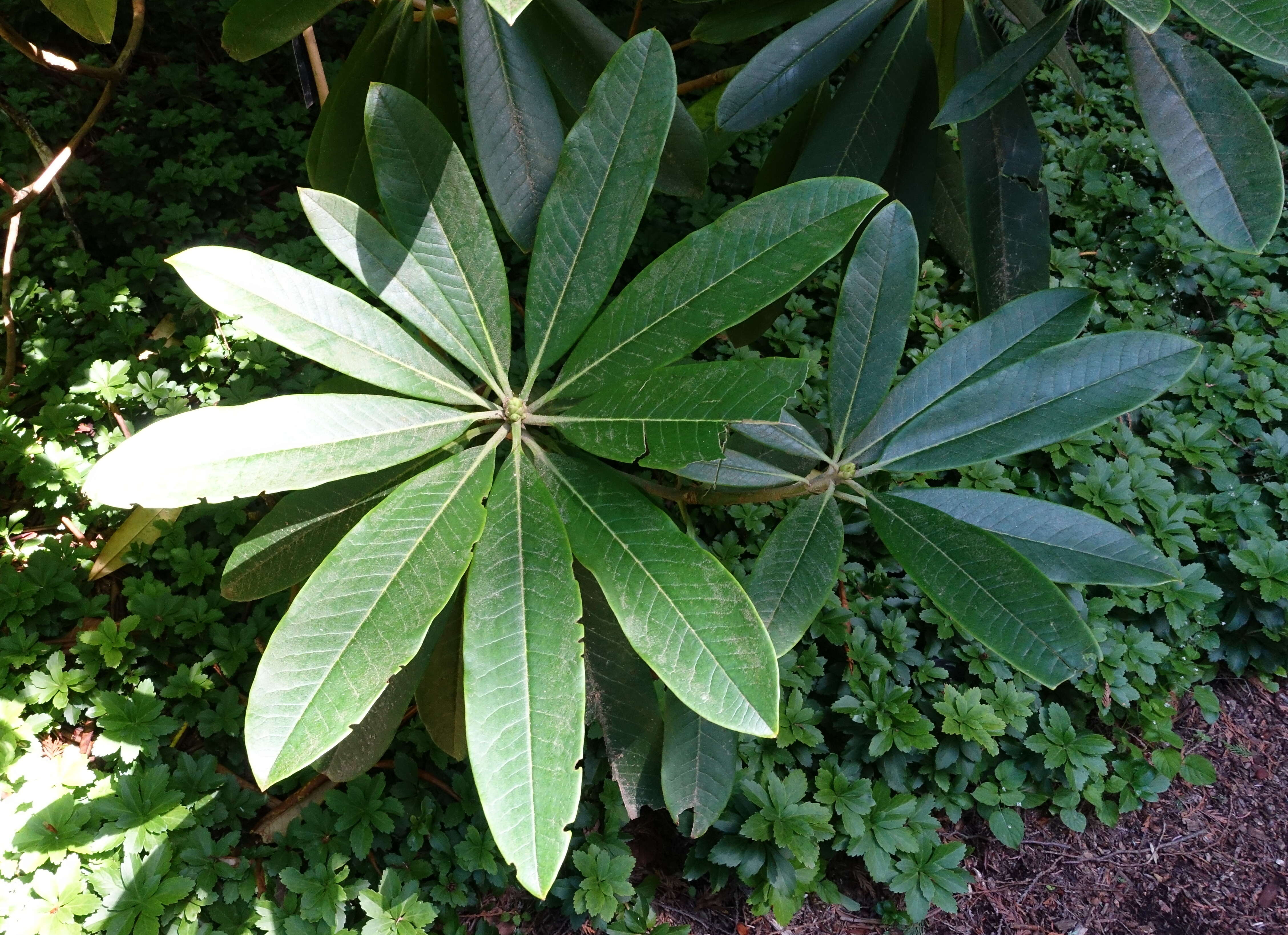 صورة Rhododendron asterochnoum Diels