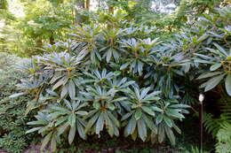 صورة Rhododendron asterochnoum Diels