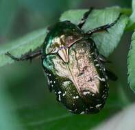 Image of Scarab beetle