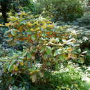 Image de Rhododendron bureavii Franch.