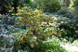 Image of Rhododendron bureavii Franch.