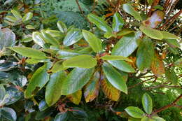 Image of Rhododendron bureavii Franch.