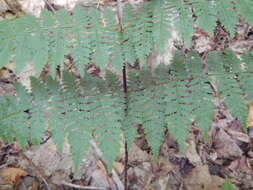 Image of intermediate woodfern