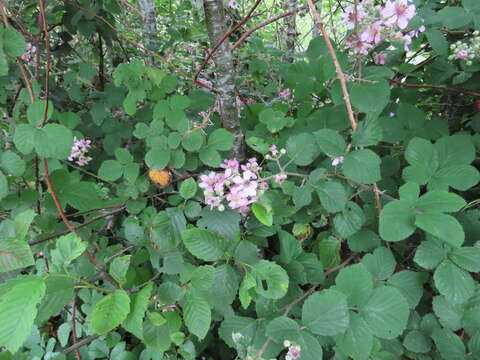 Image of European blackberry