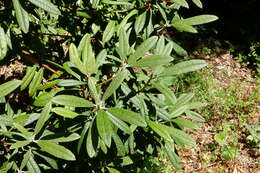 Image of Rhododendron floribundum Franch.