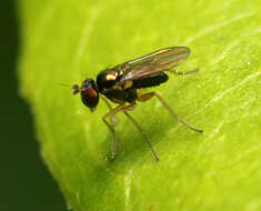 Image of Chrysotus tarsalis Van Duzee 1924