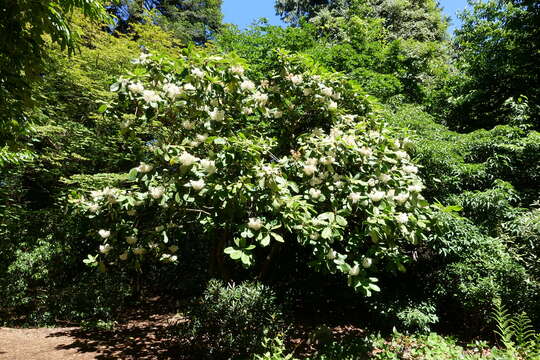 Imagem de Rhododendron hemsleyanum E. H. Wilson