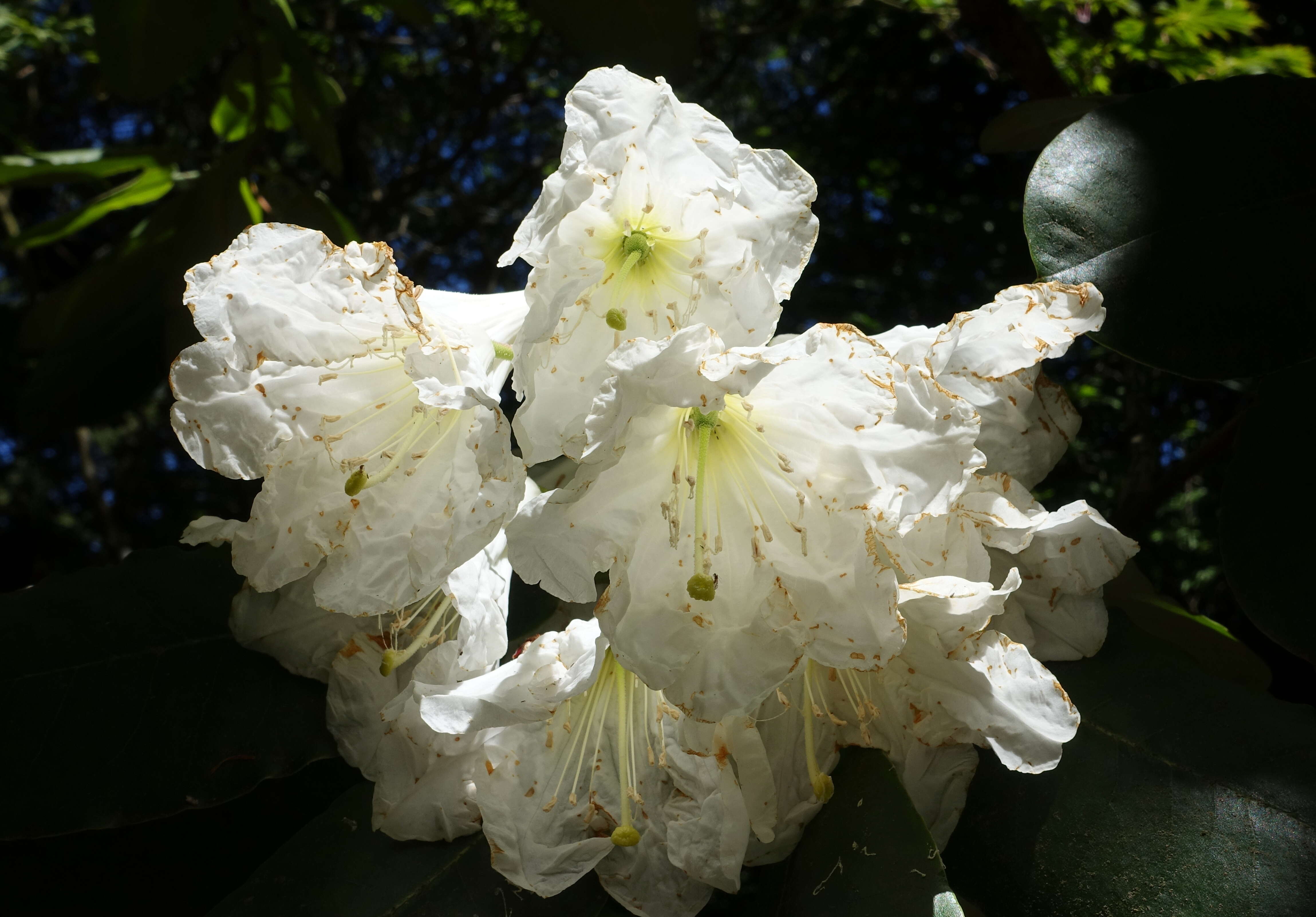 Image of Rhododendron hemsleyanum E. H. Wilson