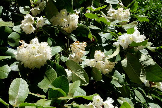 Image of Rhododendron hemsleyanum E. H. Wilson