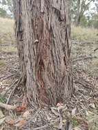 Image of Eucalyptus caliginosa Blakely & Mc Kie