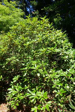 Image of Rhododendron rufum Batalin