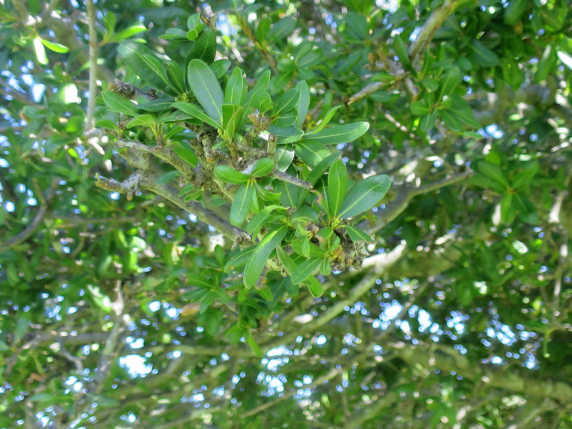 Image of Indaba tree