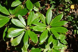 صورة Rhododendron rufum Batalin