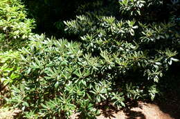 صورة Rhododendron traillianum Forrest & W. W. Sm.