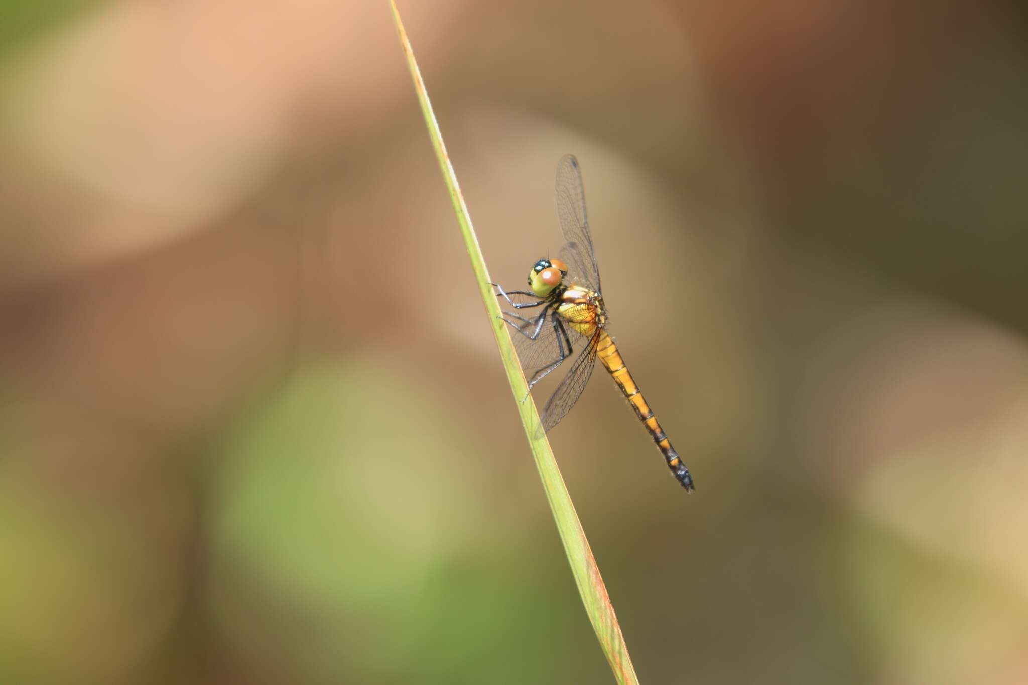 Image de Amphithemis curvistyla Selys 1891