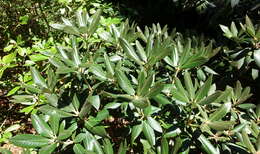 صورة Rhododendron traillianum Forrest & W. W. Sm.