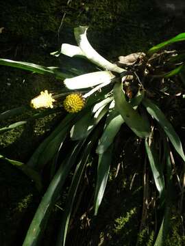 Image of Aechmea calyculata (É. Morren) Baker