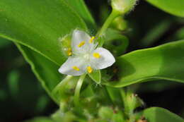 Image of succulent spiderwort