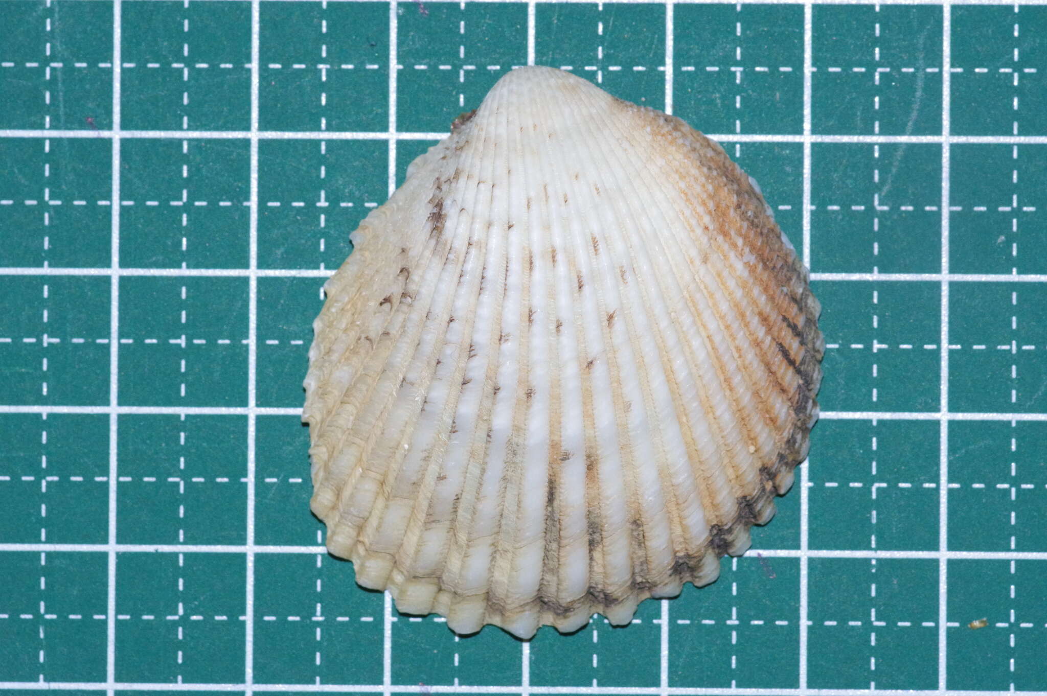 Image of Vasticardium pectiniforme (Born 1780)