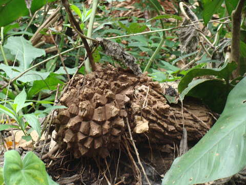 Image of Dioscorea mexicana Scheidw.