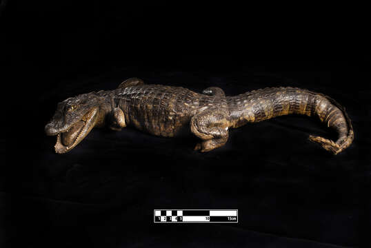 Image of Yacare caiman