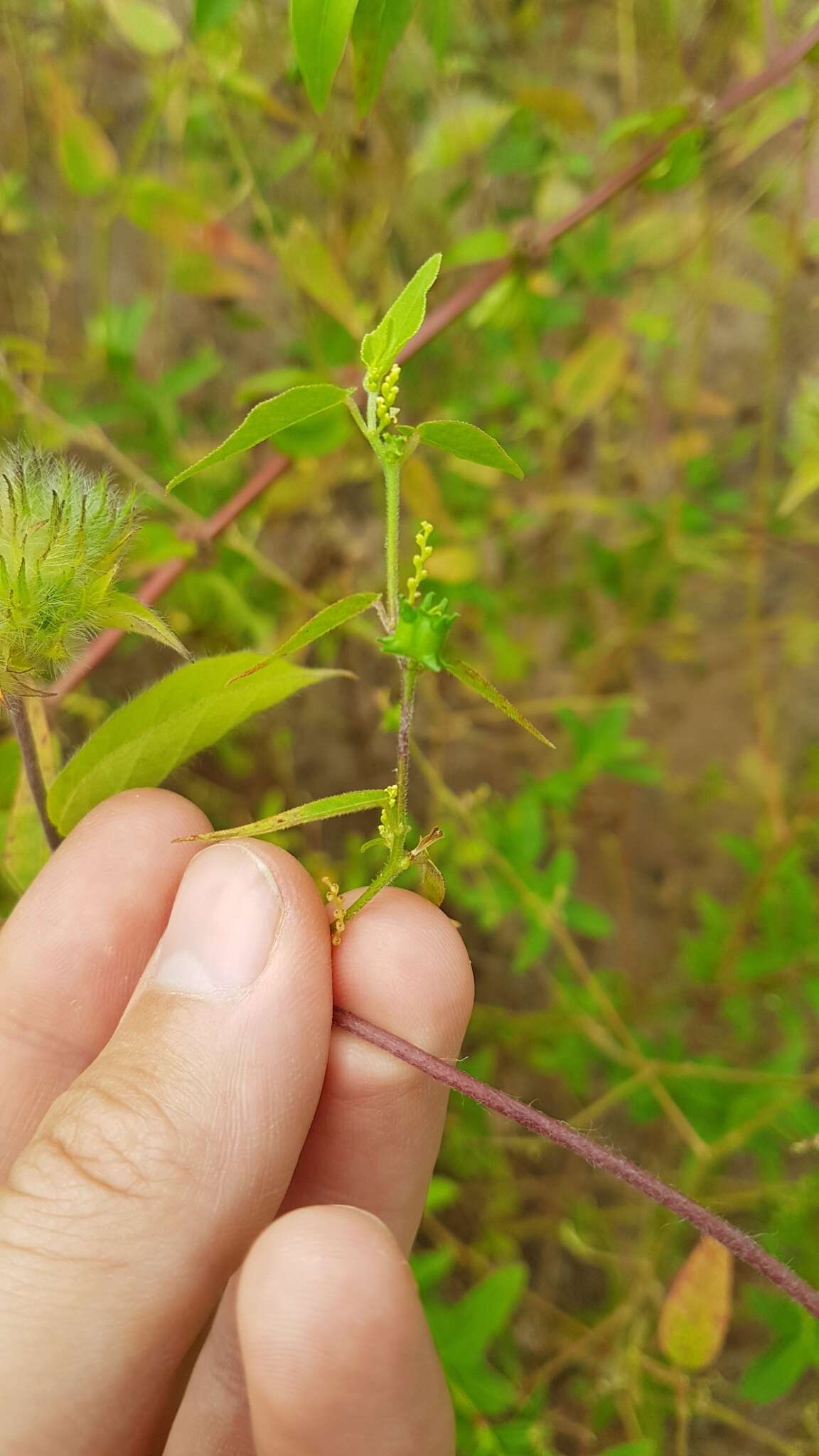 Microstachys corniculata (Vahl) A. Juss. ex Griseb. resmi