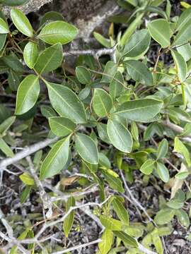 Image of Searsia acocksii (Moffett) Moffett