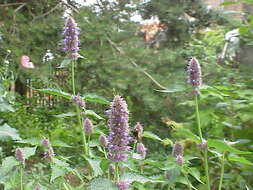 Imagem de Agastache foeniculum (Pursh) Kuntze