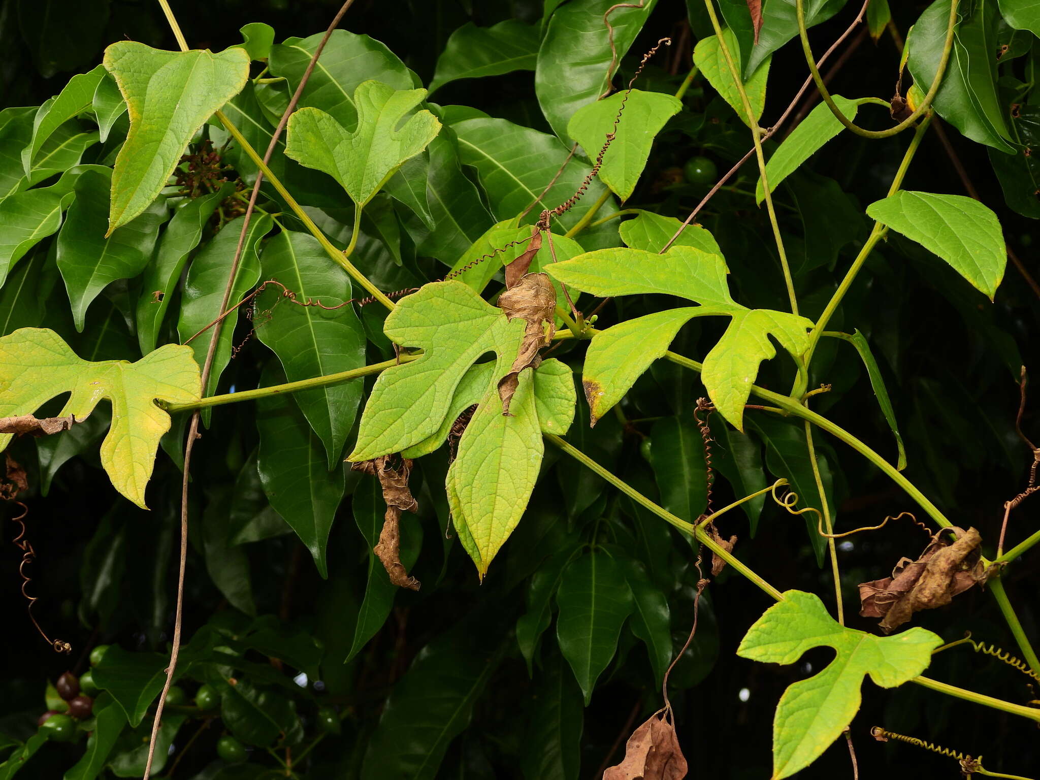 Image of mountain melonleaf